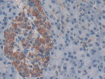 Transmembrane Protein 27 (TMEM27) Monoclonal Antibody - image 3