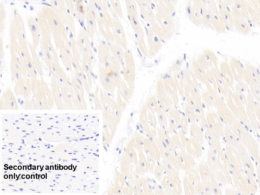 Western Blot; Sample: Lane1: Porcine Heart lysate; Lane2: Rat Heart lysate Primary Ab: 2ug/ml Mouse Anti-Human TNNT2 Antibody Second Ab: 0.2ug/mL HRP-Linked Caprine Anti-Mouse IgG Polyclonal Antibody