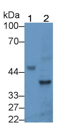 Neuregulin 1 (NRG1) Monoclonal Antibody - image 2