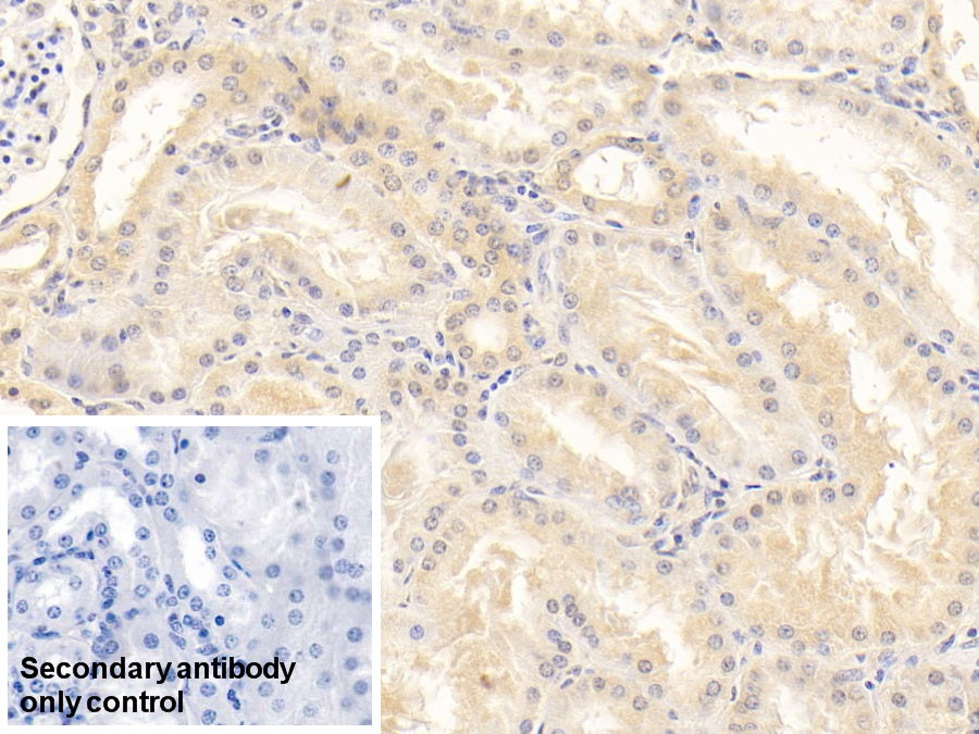 Alpha 2-Antiplasmin (a2PI) Monoclonal Antibody - image 5