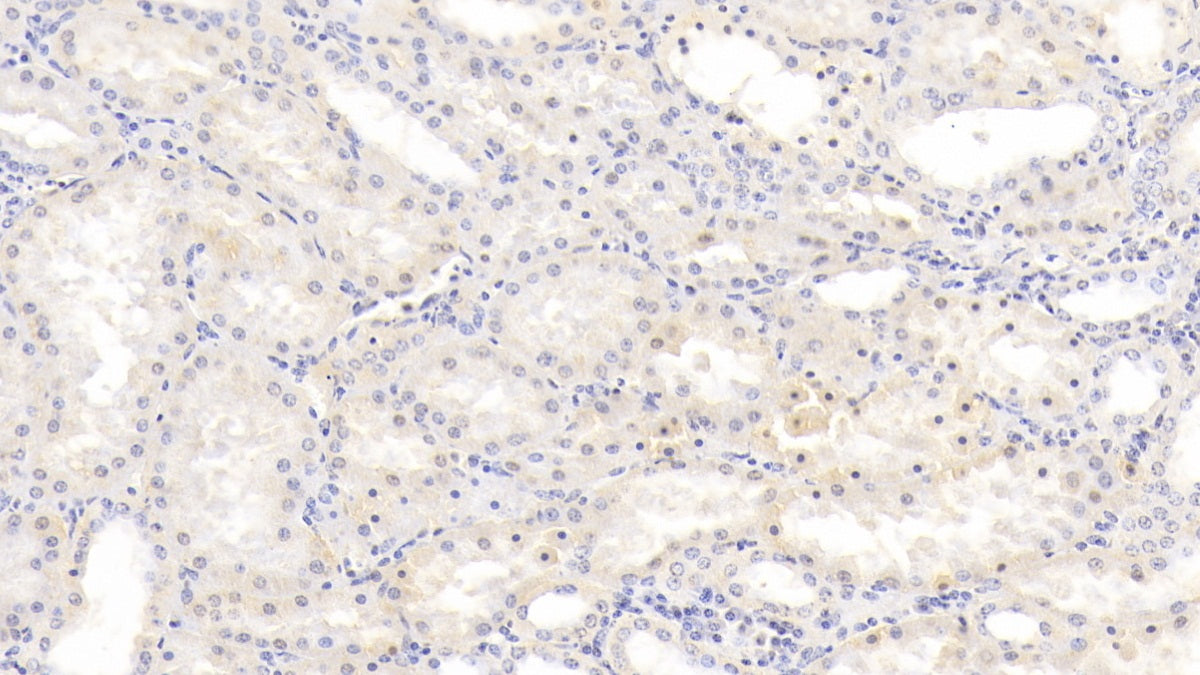 Heparin Binding Epidermal Growth Factor Like Growth Factor (HBEGF) Monoclonal Antibody - image 3