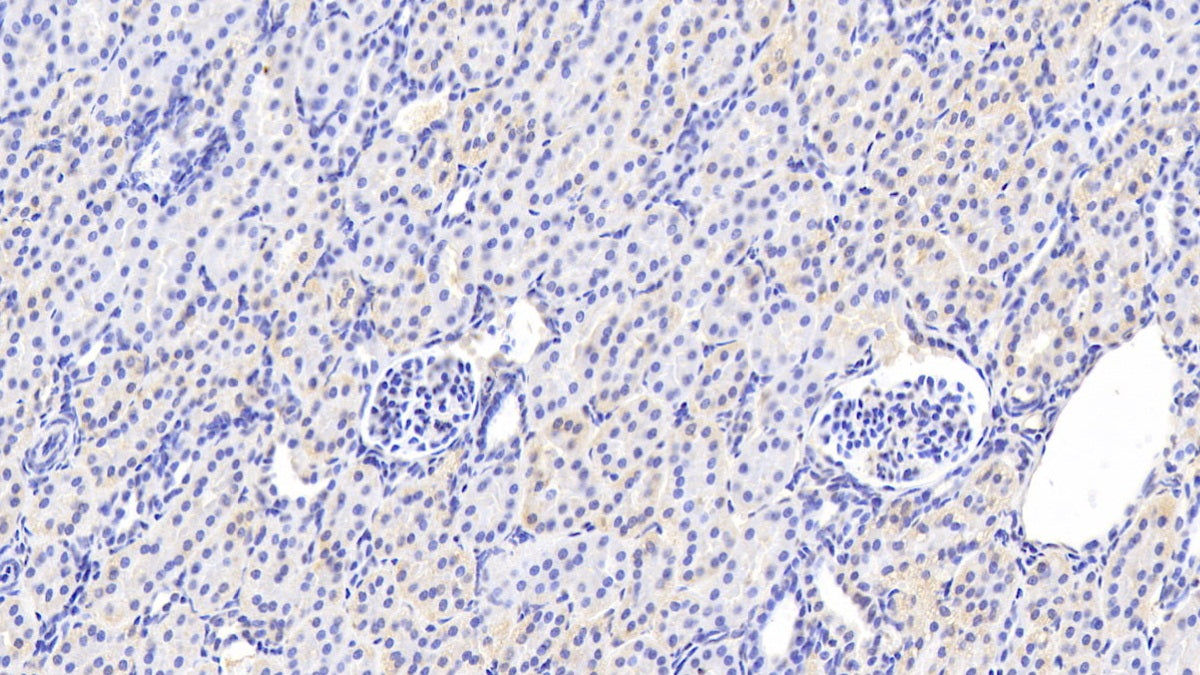 Amiloride Binding Protein 1 (ABP1) Monoclonal Antibody - image 2