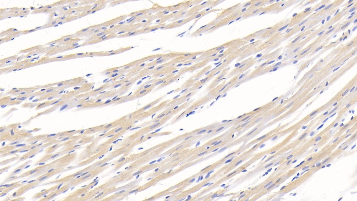 Adiponectin (ADPN) Monoclonal Antibody - image 3