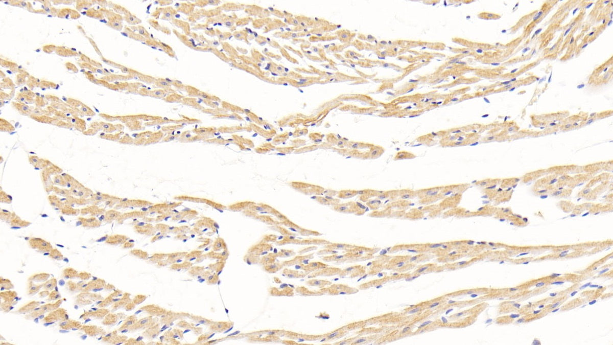 DAB staining on IHC-P; Sample: Rat Kidney Tissue; Primary Ab: 30ug/ml Mouse Anti-Rat ADP Antibody; Second Ab: 2ug/mL HRP-Linked Caprine Anti-Mouse IgG Polyclonal Antibody