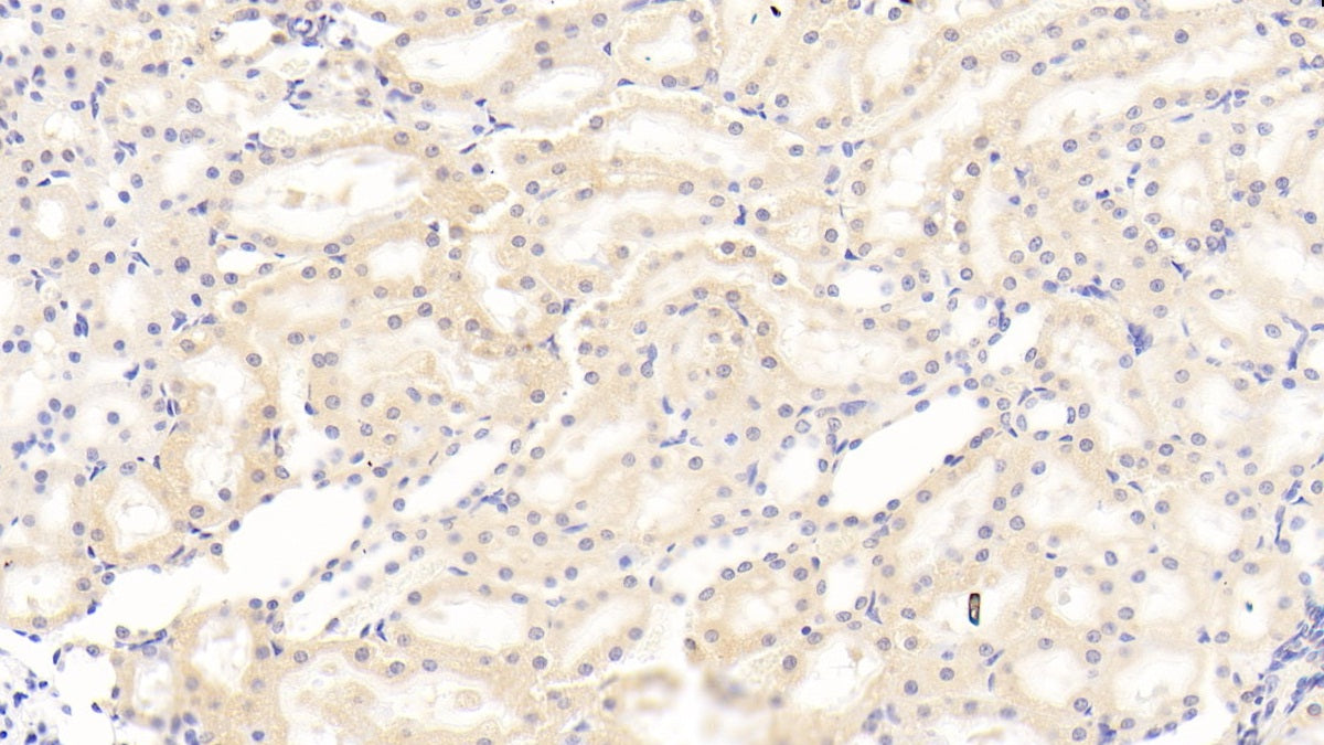 Adiponectin (ADPN) Monoclonal Antibody - image 4