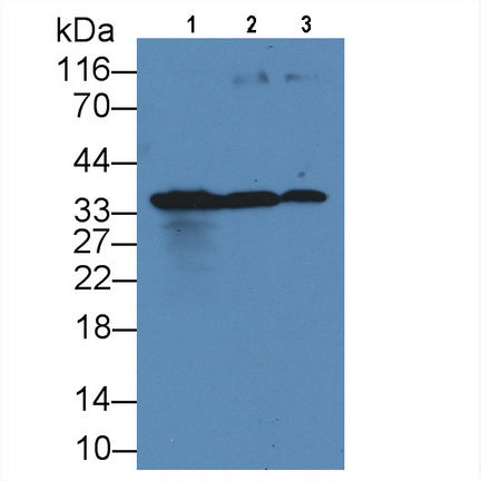 Killer Cell Immunoglobulin Like Receptor 2DS4 (KIR2DS4) Monoclonal Antibody - image 2