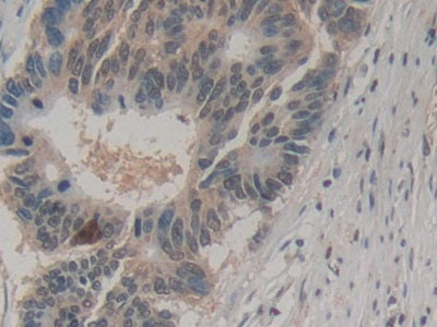 Amphiregulin (AREG) Monoclonal Antibody - image 5