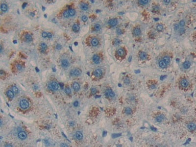 DAB staining on IHC-P; Sample: Human Kidney Tissue; Primary Ab: 20ug/ml Mouse Anti-Human AREG Antibody; Second Ab: 2ug/mL HRP-Linked Caprine Anti-Mouse IgG Polyclonal Antibody
