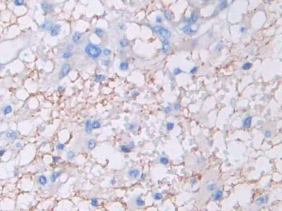 Amphiregulin (AREG) Monoclonal Antibody - image 5