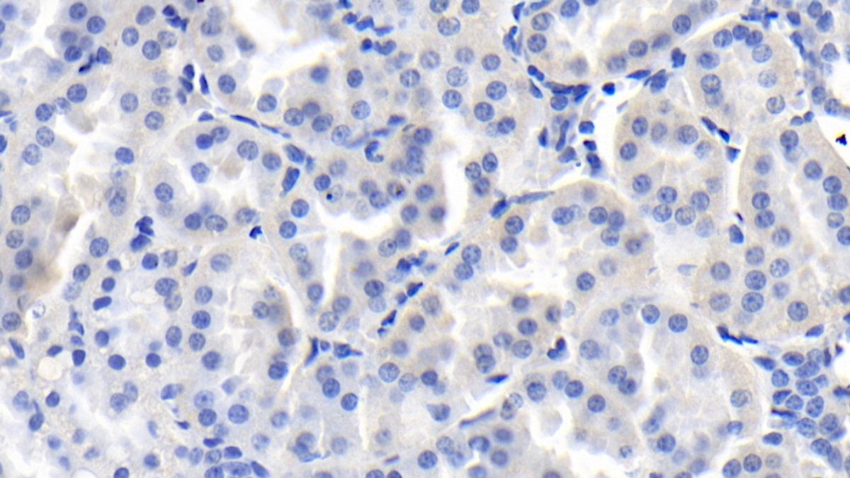 Fibroblast Growth Factor 9 (FGF9) Monoclonal Antibody - image 3