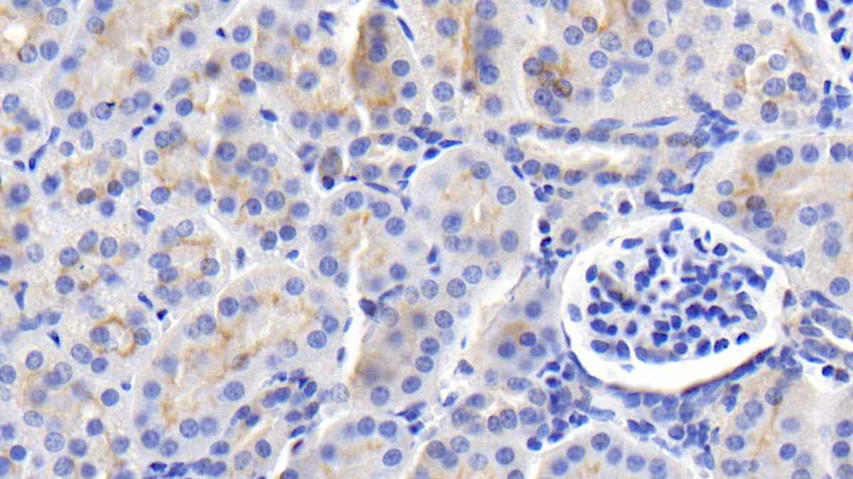 DAB staining on IHC-P; Sample: Human Cerebrum Tissue; Primary Ab: 20ug/ml Mouse Anti-Human FGF9 Antibody; Second Ab: 2ug/mL HRP-Linked Caprine Anti-Mouse IgG Polyclonal Antibody
