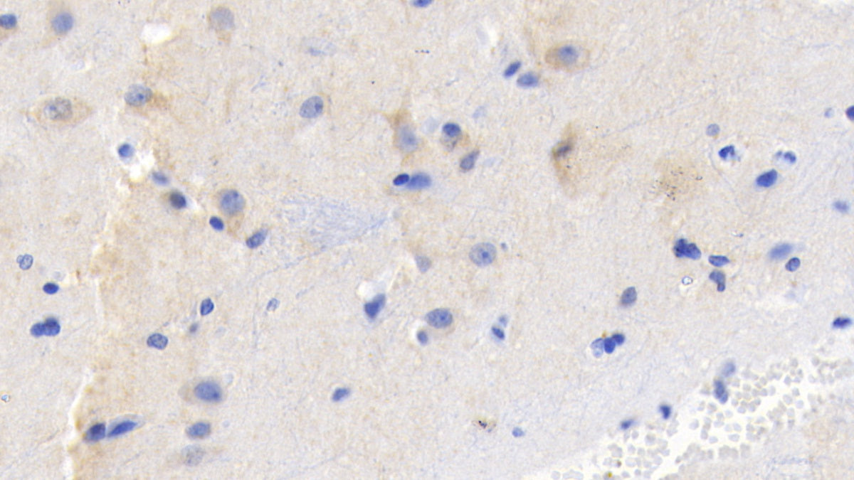 DAB staining on IHC-P; Sample: Human Stomach Tissue; Primary Ab: 20ug/ml Mouse Anti-Human FGF9 Antibody; Second Ab: 2ug/mL HRP-Linked Caprine Anti-Mouse IgG Polyclonal Antibody