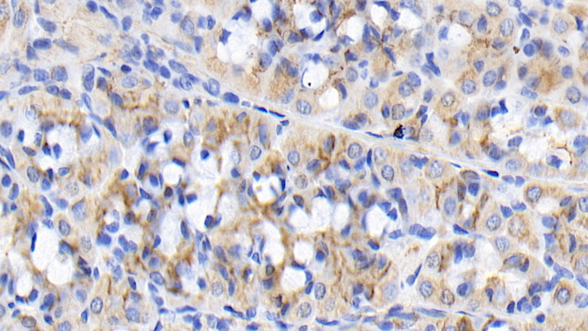 Fibroblast Growth Factor 9 (FGF9) Monoclonal Antibody - image 4