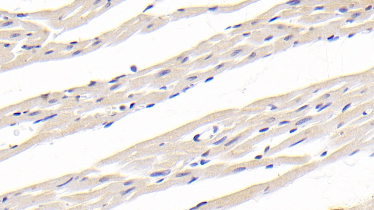 Cluster Of Differentiation 40 Ligand (CD40L) Monoclonal Antibody - image 3