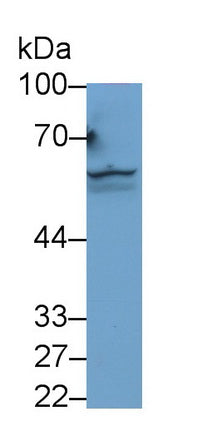 Activin A Receptor Type II A (ACVR2A) Monoclonal Antibody - image 4