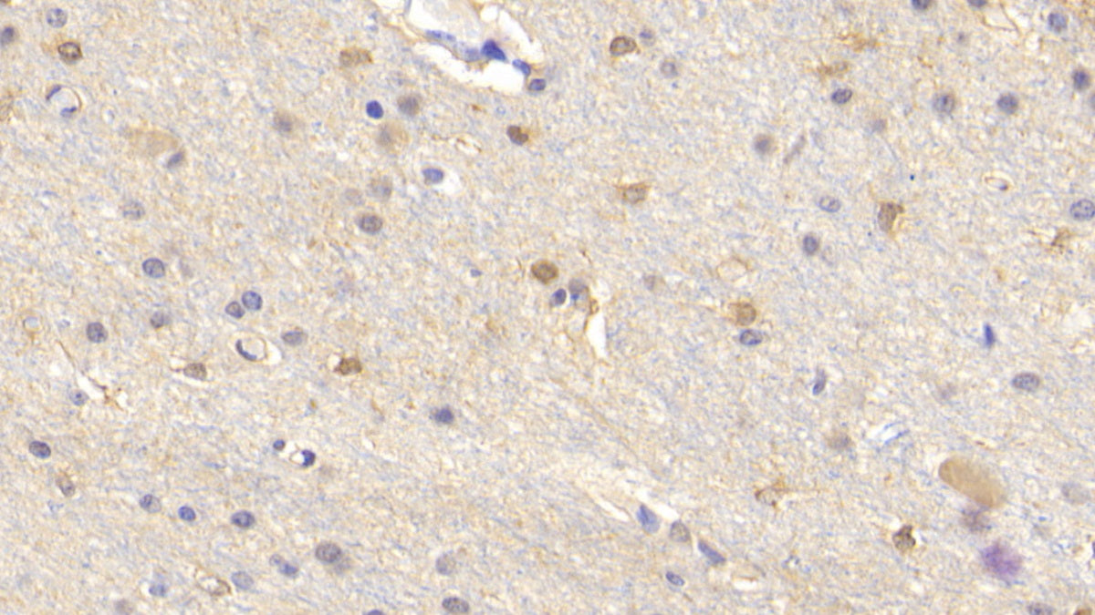 Western Blot; Sample: 293T cell lysate Primary Ab: 2ug/ml Mouse Anti-Human CK-BB Antibody Second Ab: 0.2ug/mL HRP-Linked Caprine Anti-Mouse IgG Polyclonal Antibody