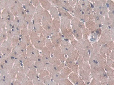 Western Blot; Sample: Lane1: Rat Pancreas lysate; Lane2: Rat Bladder lysate Primary Ab: 3ug/ml Mouse Anti-Rat a1AGP Antibody Second Ab: 0.2ug/mL HRP-Linked Caprine Anti-Mouse IgG Polyclonal Antibody