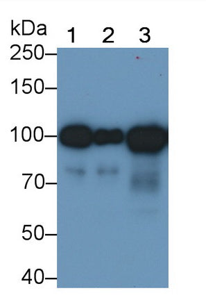 Angiostatin (ANG) Monoclonal Antibody - image 2