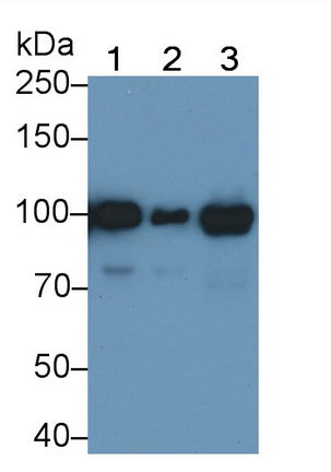 Angiostatin (ANG) Monoclonal Antibody - image 2