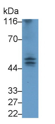 Caspase 9 (CASP9) Monoclonal Antibody - image 2
