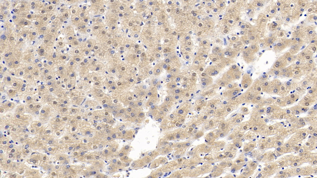 DAB staining on IHC-P; Samples: Porcine Kidney Tissue; Primary Ab: 40ug/ml Mouse Anti-Human ALT Antibody; Second Ab: 2ug/mL HRP-Linked Caprine Anti-Mouse IgG Polyclonal Antibody