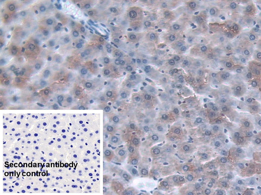 Alpha-1-Acid Glycoprotein (a1AGP) Monoclonal Antibody - image 3