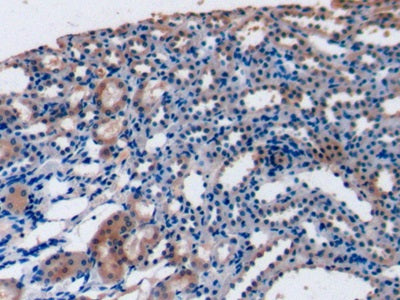 Fibroblast Growth Factor 15 (FGF15) Monoclonal Antibody - image 3