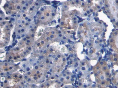 Fibroblast Growth Factor 15 (FGF15) Monoclonal Antibody - image 2