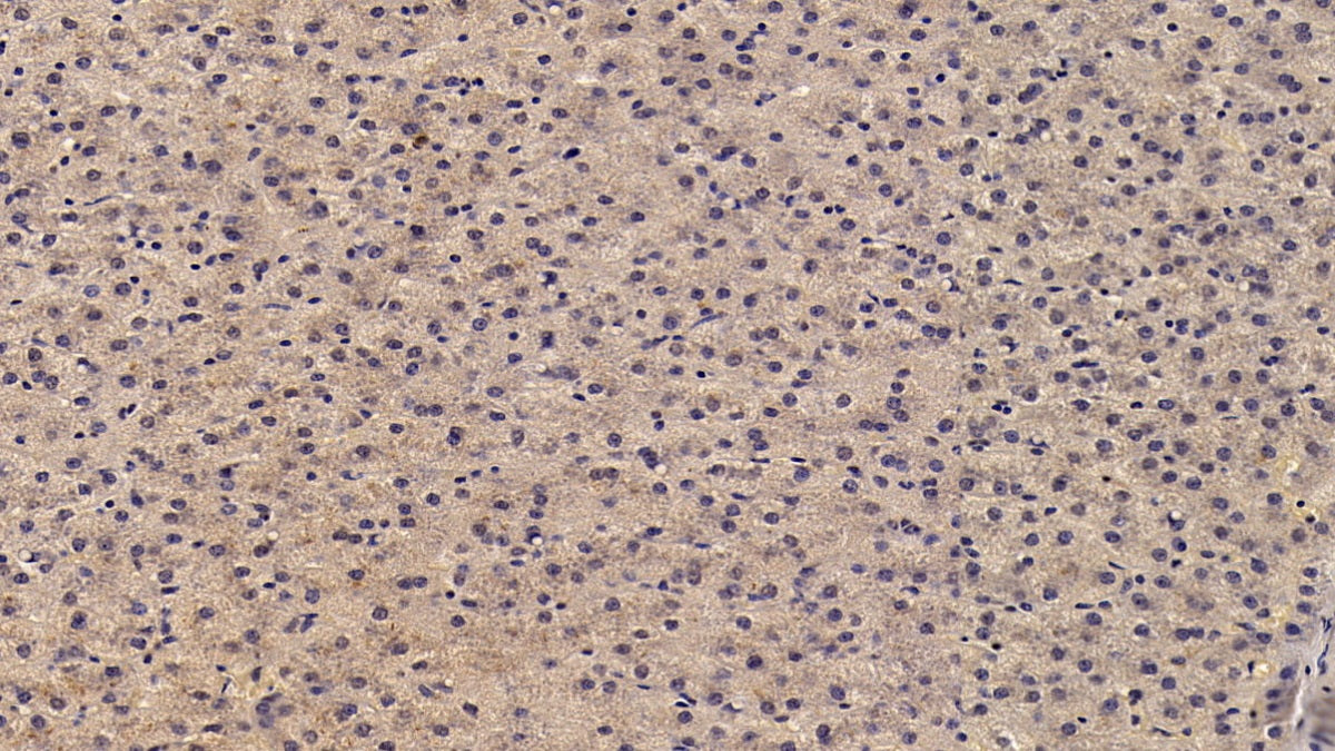 Angiostatin (ANG) Monoclonal Antibody - image 2