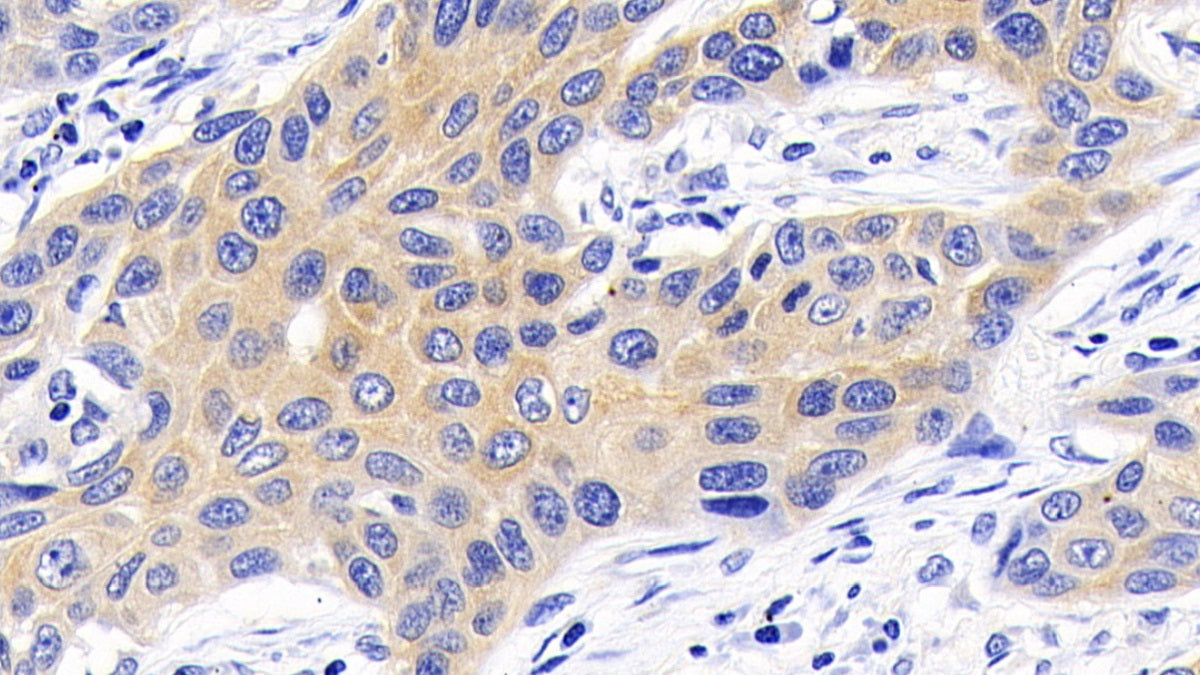 Caspase 9 (CASP9) Monoclonal Antibody - image 3