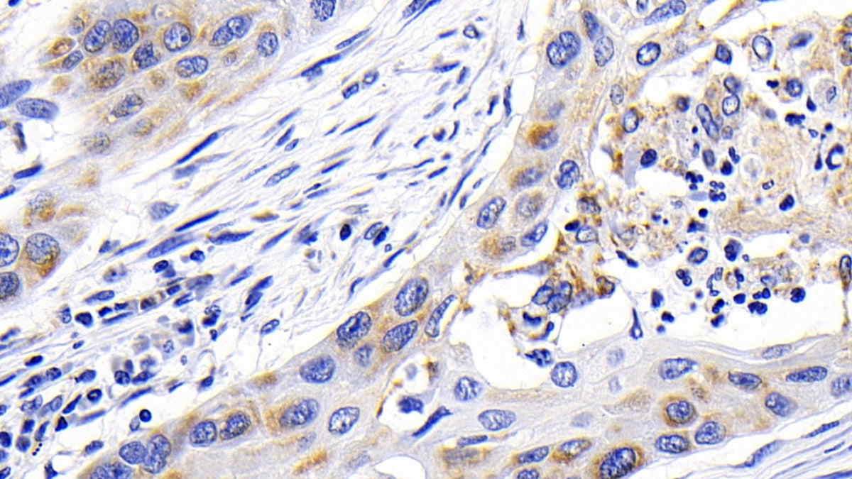 Caspase 9 (CASP9) Monoclonal Antibody - image 5