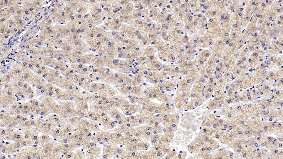 Western Blot; Sample: 293T cell lysate Primary Ab: 3ug/ml Mouse Anti-Human KPNa2 Antibody Second Ab: 0.2ug/mL HRP-Linked Caprine Anti-Mouse IgG Polyclonal Antibody