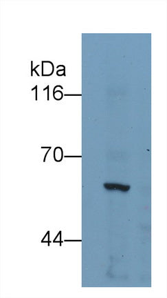 Karyopherin Alpha 2 (KPNa2) Monoclonal Antibody - image 4
