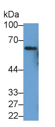 Human A549 cell line was fixed with 2% paraformaldehyde