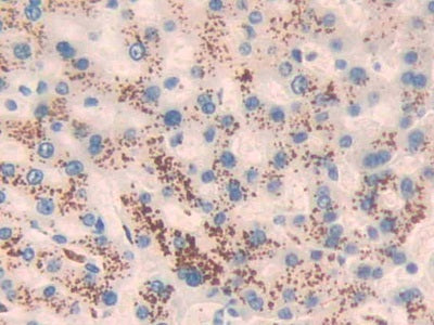 Angiotensin 1-7 (Ang1-7) Monoclonal Antibody - image 3