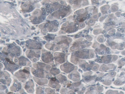 Somatostatin (SST) Monoclonal Antibody - image 2