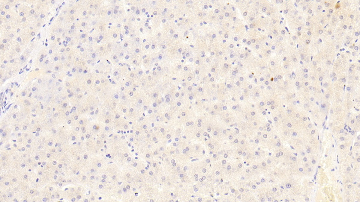 DAB staining on IHC-P; Sample: Human Kidney Tissue; Primary Ab: 30ug/ml Mouse Anti-Human SEMA3A Antibody; Second Ab: 2ug/mL HRP-Linked Caprine Anti-Mouse IgG Polyclonal Antibody