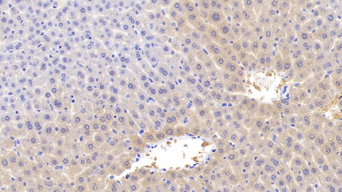 Apolipoprotein C1 (APOC1) Monoclonal Antibody - image 2