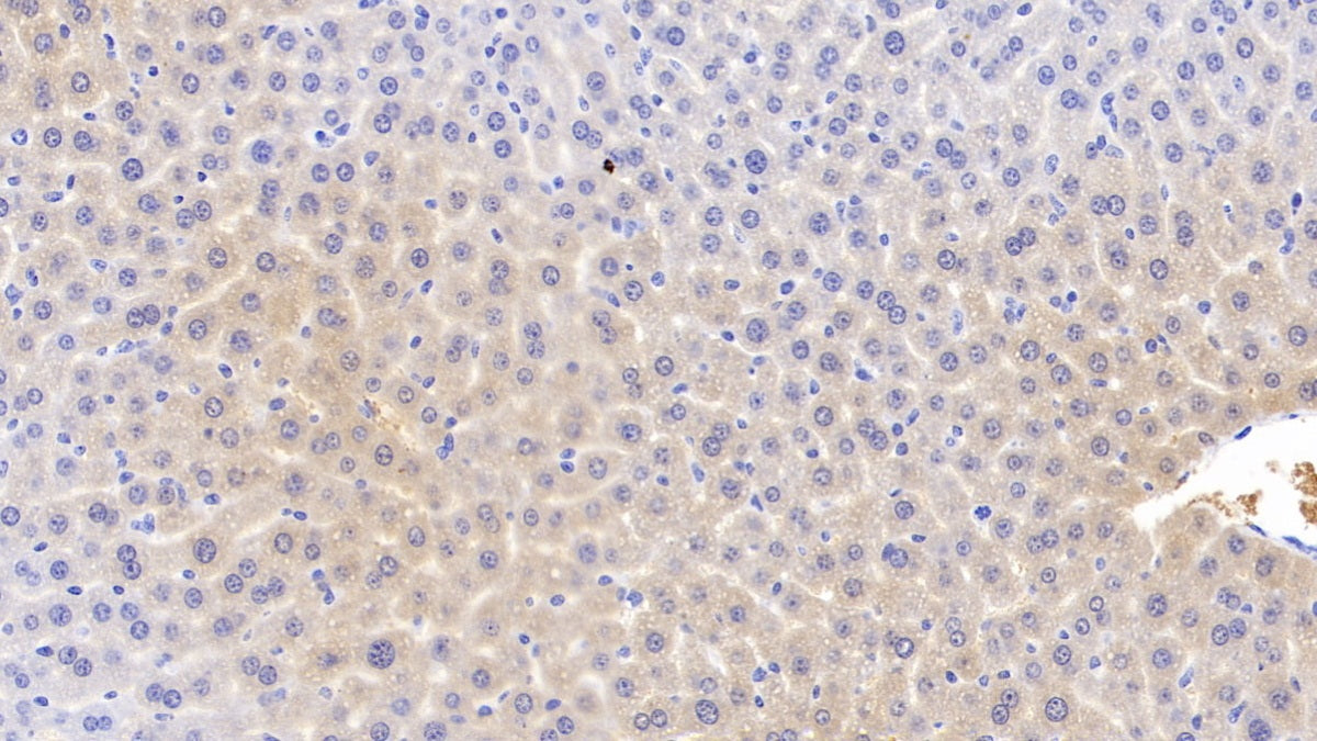 Apolipoprotein C1 (APOC1) Monoclonal Antibody - image 2