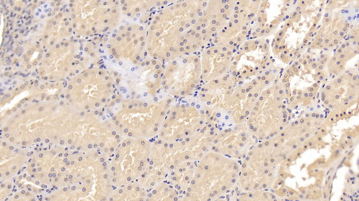 Epidermal Growth Factor (EGF) Monoclonal Antibody - image 2