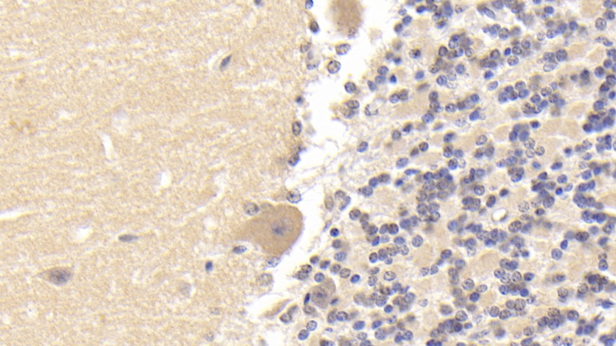 Tubulin Beta (TUBb) Monoclonal Antibody - image 3