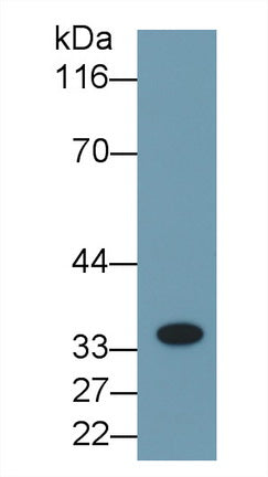 Interleukin 1 Beta (IL1b) Monoclonal Antibody - image 3
