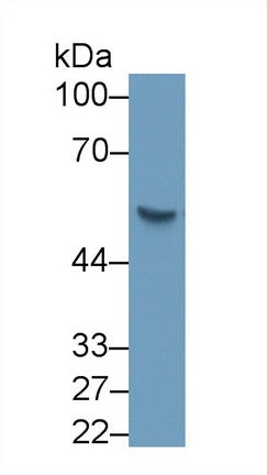 Hedgehog Homolog, Sonic (SHH) Monoclonal Antibody - image 2
