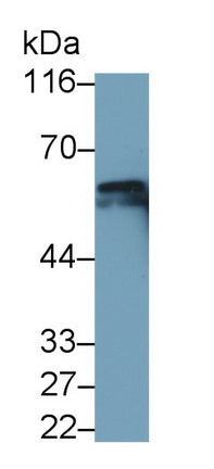 Beclin 1 (BECN1) Monoclonal Antibody - image 5