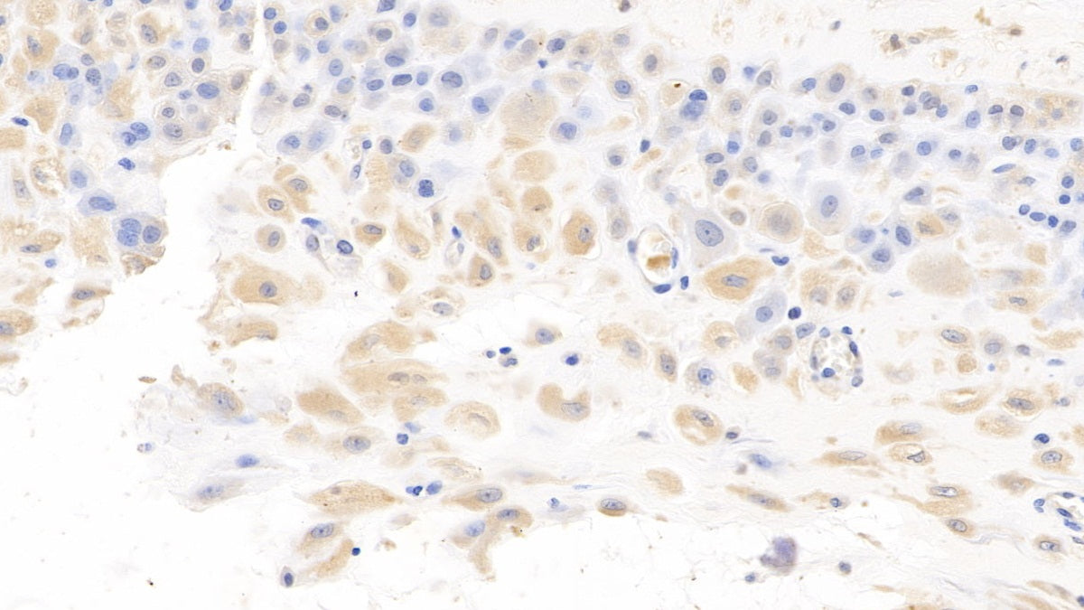 DAB staining on IHC-P; Sample: Human Spleen Tissue; Primary Ab: 10ug/ml Mouse Anti-Human IL7 Antibody; Second Ab: 2ug/mL HRP-Linked Caprine Anti-Mouse IgG Polyclonal Antibody