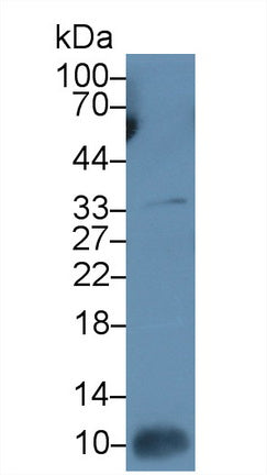 Interleukin 7 (IL7) Monoclonal Antibody - image 4