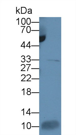 Interleukin 7 (IL7) Monoclonal Antibody - image 3
