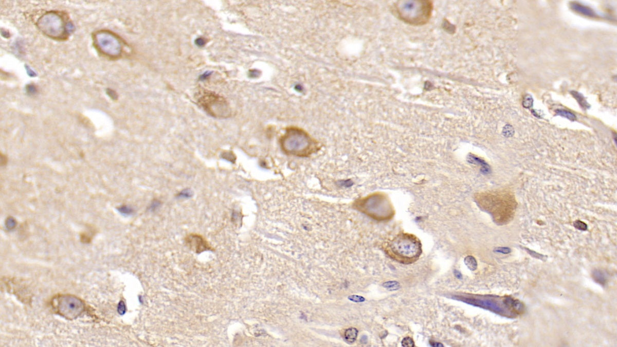 Reelin (RELN) Monoclonal Antibody - image 3