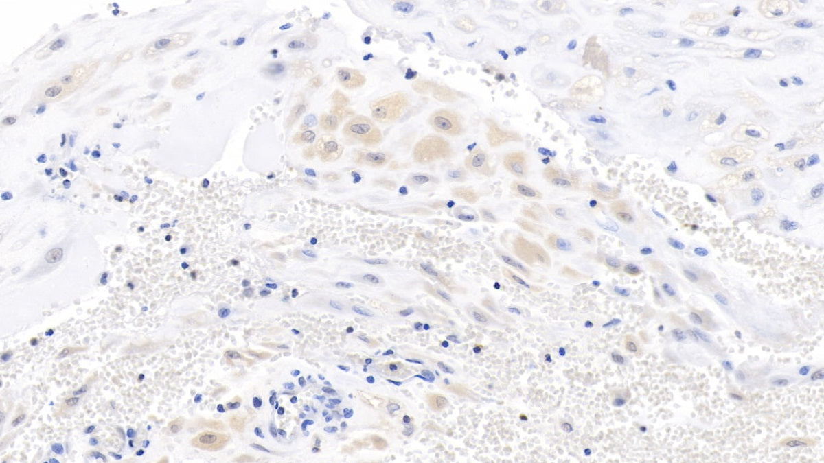 Wingless Type MMTV Integration Site Family, Member 3A (WNT3A) Monoclonal Antibody - image 2