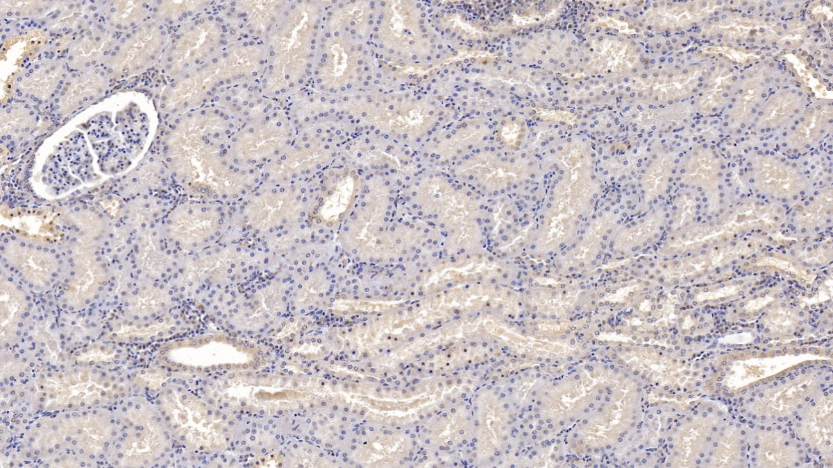 Interleukin 9 (IL9) Monoclonal Antibody - image 2